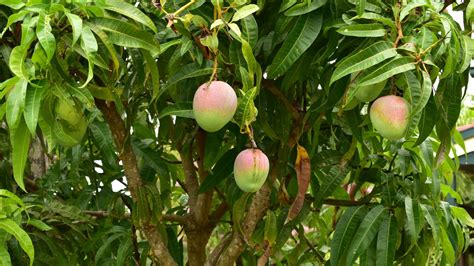 This is the easiest way to grow mango trees | Gardeningetc