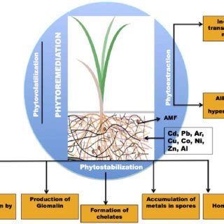 Schemes highlighting major mechanisms underlying arbuscular mycorrhiza... | Download Scientific ...