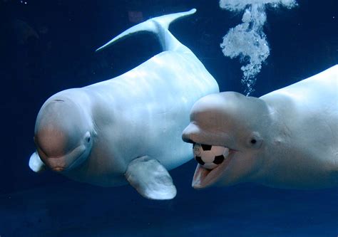 Beluga Whale Wallpapers - Wallpaper Cave