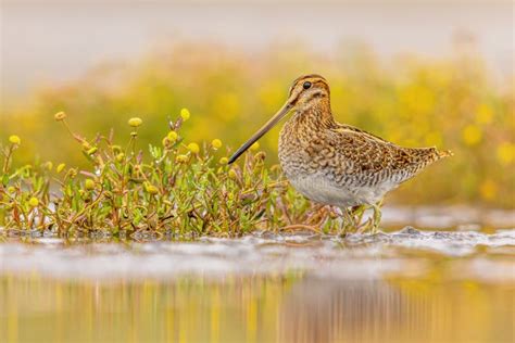 Common Snipe Wader Bird in Habitat Background Stock Photo - Image of ...