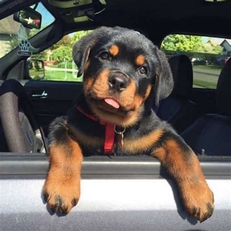 cute-rottweiler-puppy-758x758-2 - Rottweiler Life