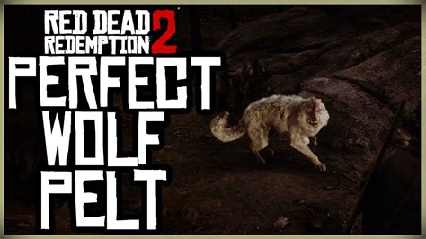 HOW TO GET A PERFECT WOLF PELT - RED DEAD REDEMPTION 2 PRISTINE WOLF HUNT - YouTube