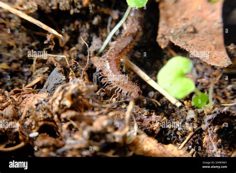 Macro closeup of common millipede in natural habitat Stock Photo - Alamy