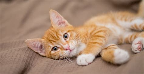 Orange Tabby Cat Personality: 16 Interesting Facts You Didn’t Know