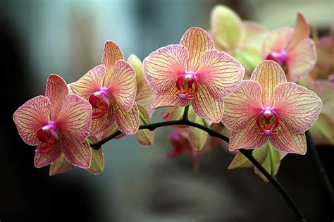 Orchid 1080P, 2K, 4K, 5K HD wallpapers free download | Wallpaper Flare