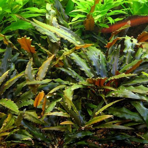 Mystery Crypt Plant – MarcusFishTanks