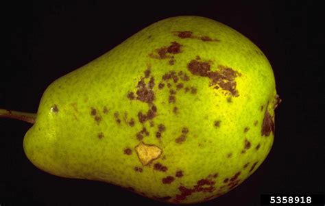 pear scab (Venturia pirina)