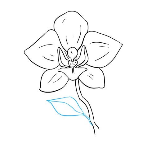 How to Draw a Beautiful Orchid - Really Easy Drawing Tutorial | Orchid ...