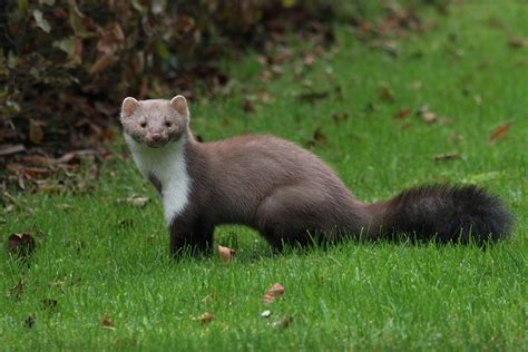 der Marder Foto & Bild | tiere, wildlife, wildlife: sonstige tiere ...