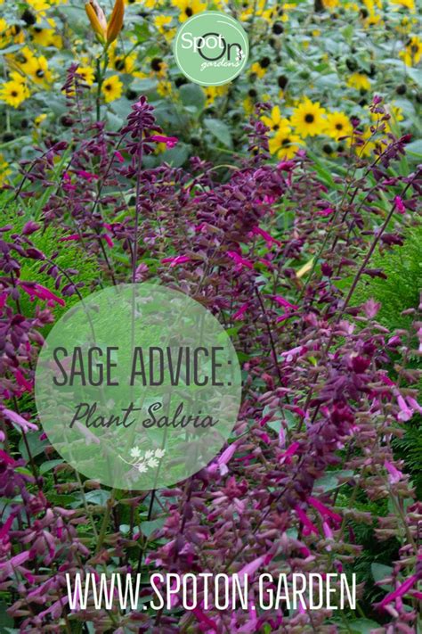 Sage Advice: Plant salvia for a deer-resistant garden