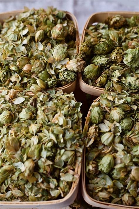 The Lure and Lore of HOPS: The 2018 Herb of the Year