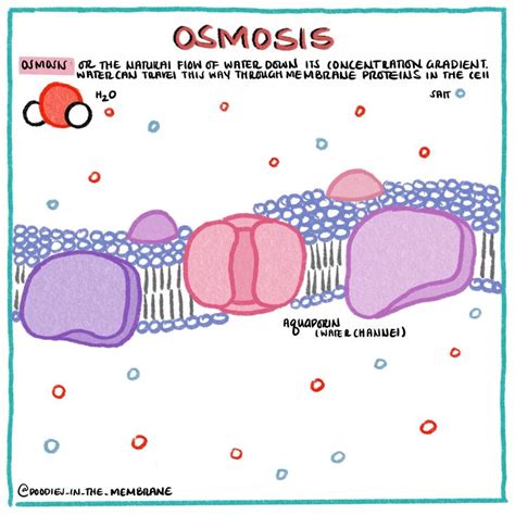 Biochemistry Infographic: Osmosis [Video] in 2020 | Biochemistry, Biology notes, Cell biology