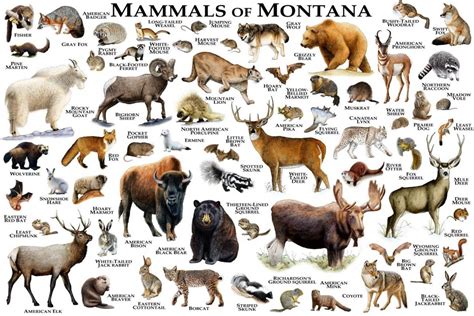 Mammals Of Montana Print - Montana Mammals Field Guide - Animals Of ...