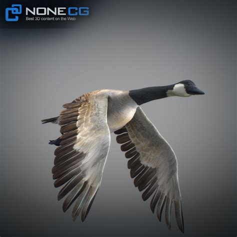 ArtStation - Animated Canada Goose | Game Assets