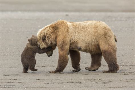 Bear hug | Ashleigh Scully | 11–14 Years Old | Wildlife Photographer of the Year