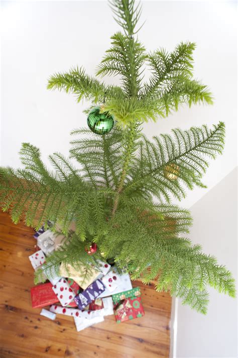 Photo of Natural pine Christmas tree and gifts | Free christmas images