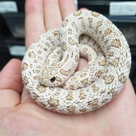 10 More Western Hognose Morphs - ReptileWorldFacts | Pet snake, Hognose snake, Snake photos