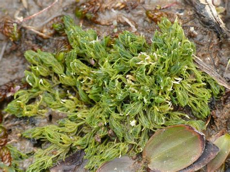 Green Seaweed: characteristics,classification, properties and more