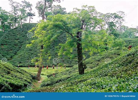 Tea Garden at Sylhet, Bangladesh Editorial Photo - Image of cultivate ...