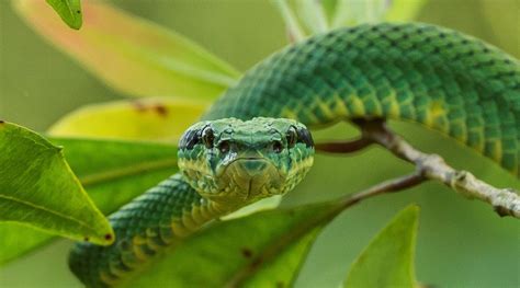 Green Pit Viper By Dhammika Heenpella Images Of Sri Lanka | ubicaciondepersonas.cdmx.gob.mx