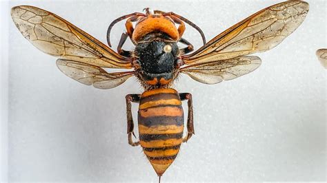 Asian Giant Hornet | University of Maryland Extension