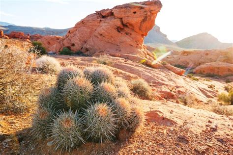 7 Common Types of Cacti in Arizona (with Pictures) | House Grail