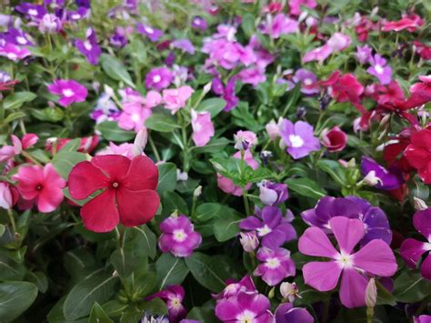 Periwinkle Plant Care: Expert Tips for Vibrant Vinca Plants