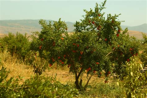 Pomegranate plants 002 on Behance