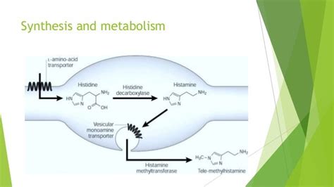 H1 & h2 receptor blockers