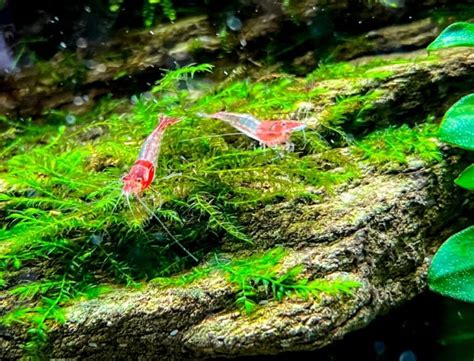 What Do Shrimp Feed on? - Pet Food Guide