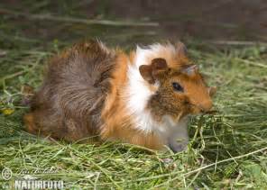 Cavia Porcellus Pictures, Guinea pig Images, Nature Wildlife Photos | NaturePhoto