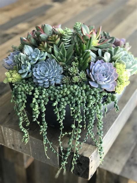 LIVE Succulent Centerpiece-Housewarming, birthday gift. Large Statement Centerpiece Plante… in ...