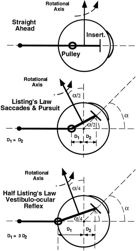 Effect of pulleys on the rotational axis of horizontal rectus EOMs.... | Download Scientific Diagram