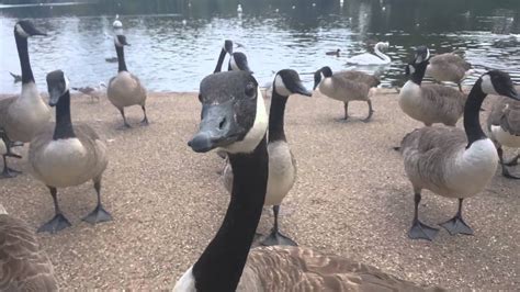 Geese Attack Angry geese attack compilation on make a gif - Colors Uk