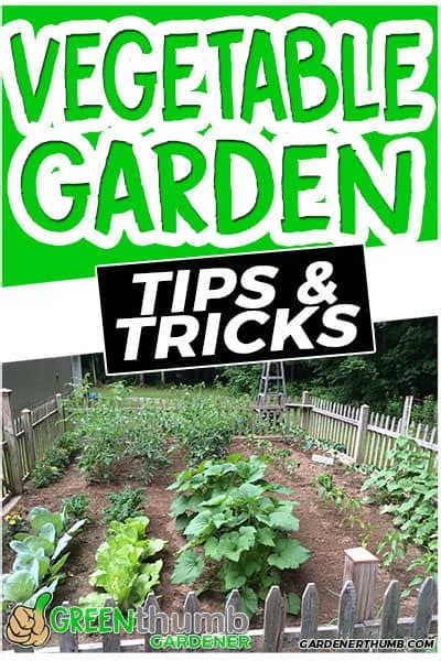 Vegetable Gardening Tips And Tricks Every Gardener Needs | Green Thumb Gardener