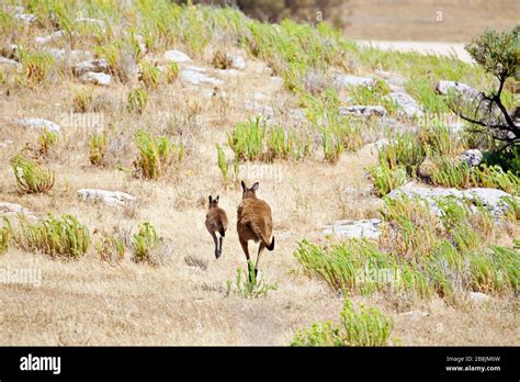 two kangaroos running away Stock Photo - Alamy