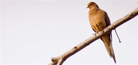 Mourning Dove Call | Animal Sounds