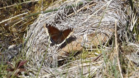 Hatching through the Cocoons of Beauty Stock Photo - Image of montana, show: 103804846