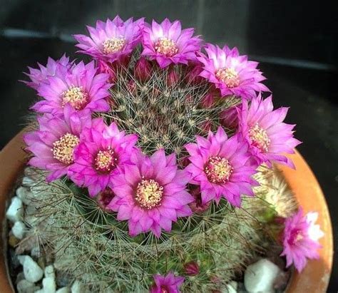 Mammillaria sp. Cactus Flowers, Cactus Plants, Beautiful, Cacti, Cactus