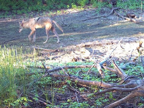 North Texas Coyotes – DFW Urban Wildlife