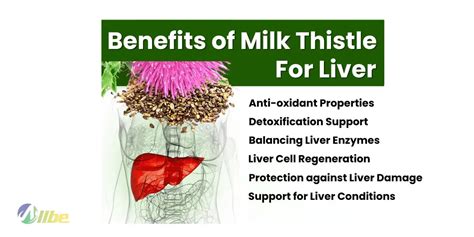 Is Milk Thistle Good For Fatty Liver (Benefits and Dosage) - Allbe Canada