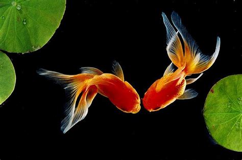 Goldfish Wallpapers - Wallpaper Cave