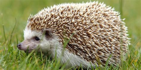 Hedgehog Spines Hold the Secret to Preventing Concussions | Inverse