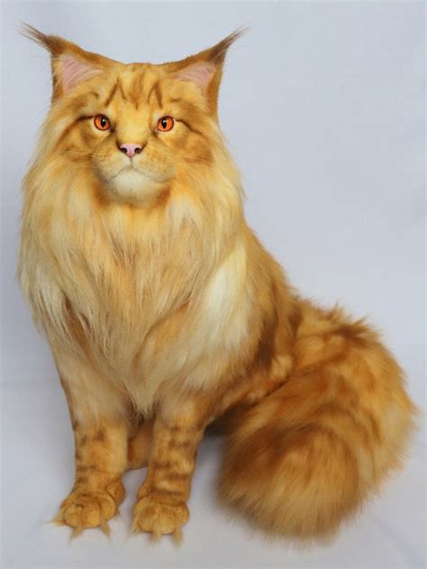 Red Maine Coon Cat by Anastasia Bashkirova | Tedsby