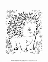 Enchanting Porcupine Forest Coloring Page  Printable Wildlife Art For sketch template