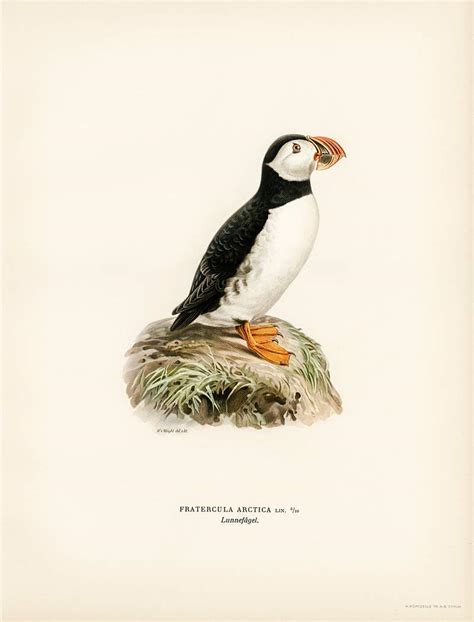 Atlantic puffin (Fratercula arctica) illustrated | Free Photo - rawpixel
