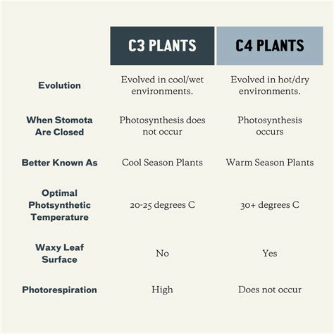 C4 Plants — A Plant Diversity Company