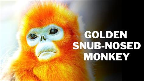 Interesting facts about Golden SNUB-NOSED Monkey 🐒 | Monkey 🐵 | Monkeys | Animal kingdom 🐺 - YouTube