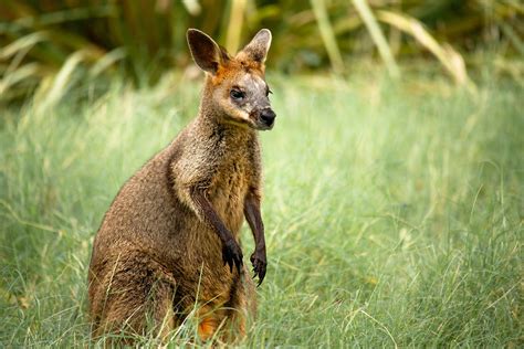 Swamp Wallaby Reproduction Give Tribbles a Run – More of course