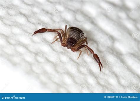 A 3mm Long Book Scorpion With Pincers Stock Photo | CartoonDealer.com ...